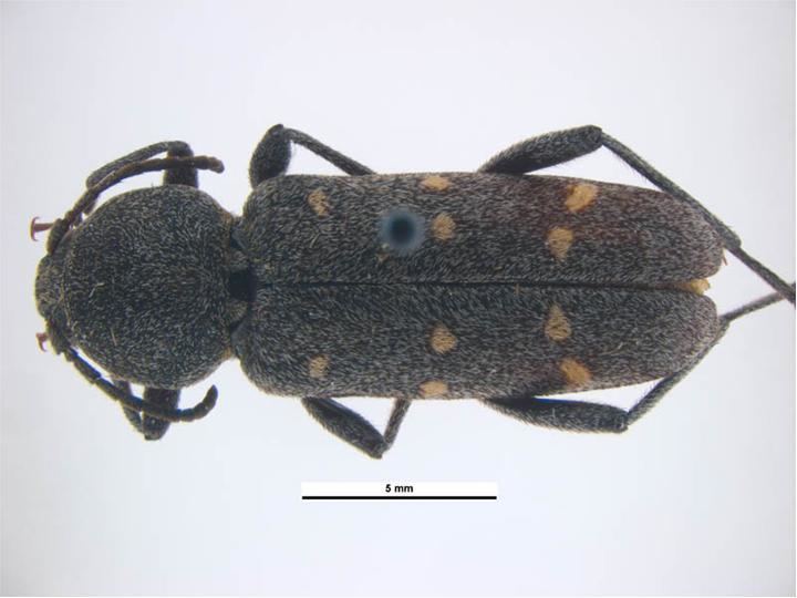 Xylotrechus mormonus