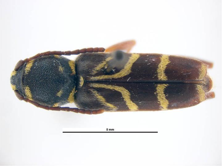 Xylotrechus nitidus