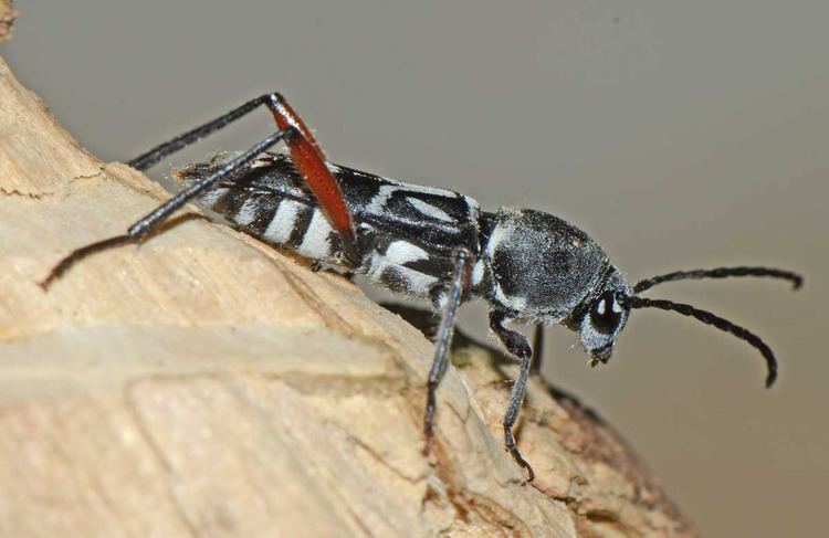 Xylotrechus quadripes Coffee white stem borer beetle Xylotrechus quadripes Pest Tracker
