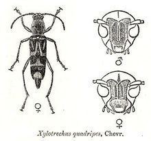 Xylotrechus quadripes httpsuploadwikimediaorgwikipediacommonsthu