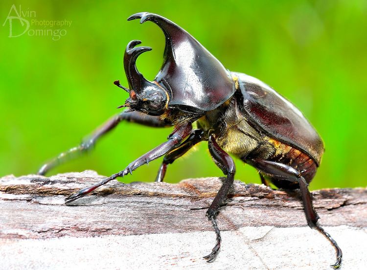Xylotrupes ulysses Rhinoceros beetle Xylotrupes ulysses alvin domingo Flickr
