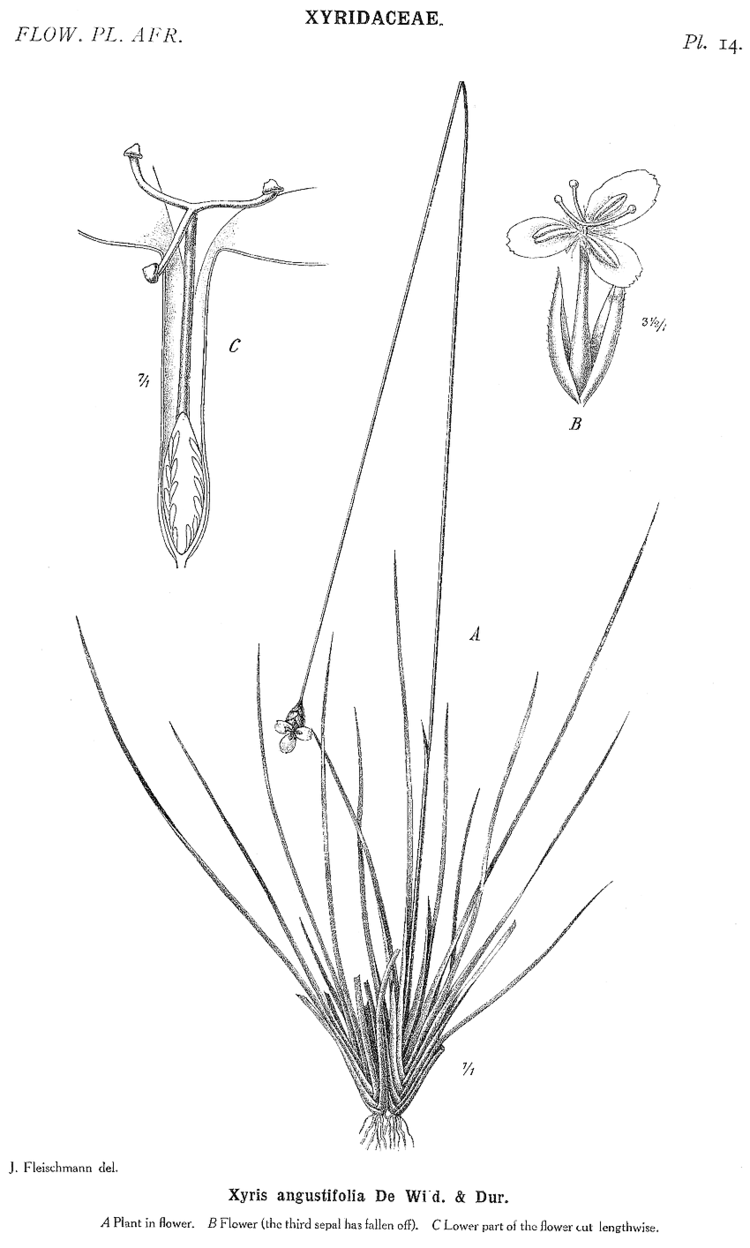 Xyridaceae Angiosperm families Xyridaceae CA Agardh