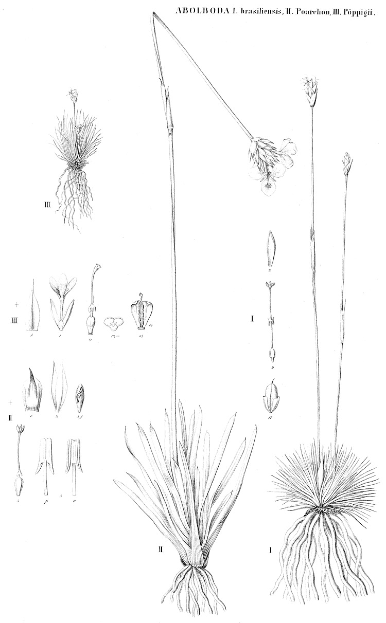 Xyridaceae Angiosperm families Xyridaceae CA Agardh