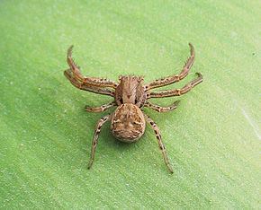 Xysticus Xysticus Wikipdia