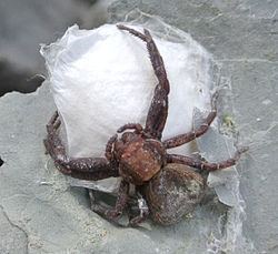 Xysticus robustus httpsuploadwikimediaorgwikipediacommonsthu