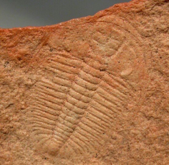Xystridura wwwfossilmuseumnetTrilobitePicturesXystridura