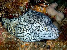Y-patterned moray eel httpsuploadwikimediaorgwikipediacommonsthu