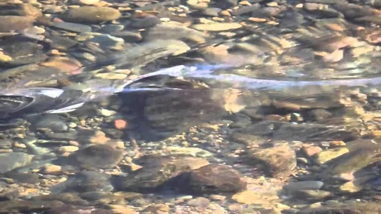 Yachats River httpsiytimgcomviw2wQxd3juiEmaxresdefaultjpg