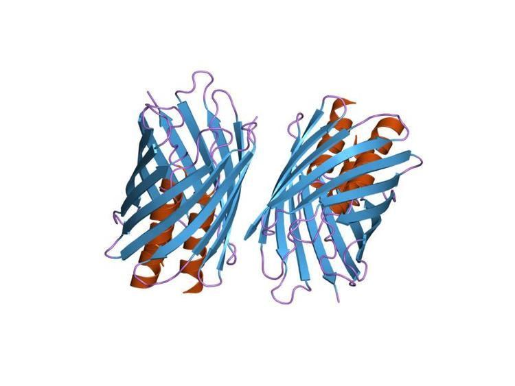 YadA bacterial adhesin protein domain