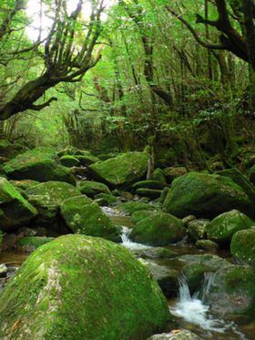 Yakushima wikitravelorguploadsharedthumbff9Yakushima