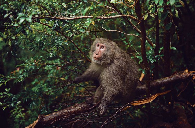 Yakushima macaque httpsc1staticflickrcom8777118388197021028