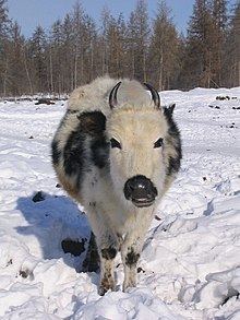 Yakutian cattle httpsuploadwikimediaorgwikipediacommonsthu