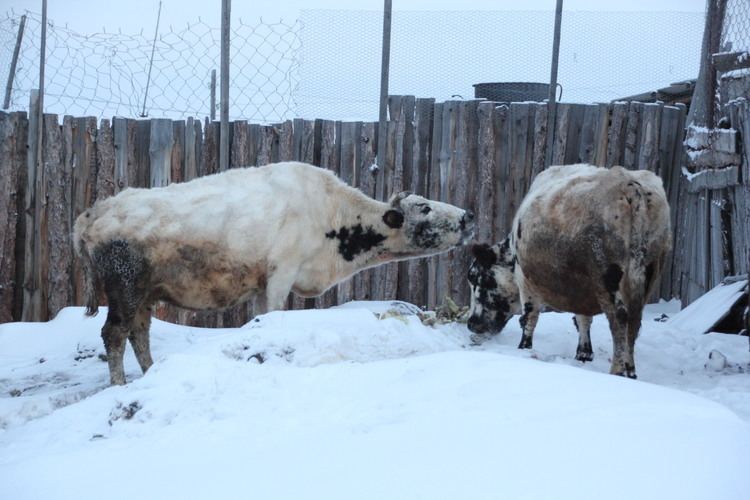 Yakutian cattle Meeting the worlds youngest farmers of native cattle in the worlds