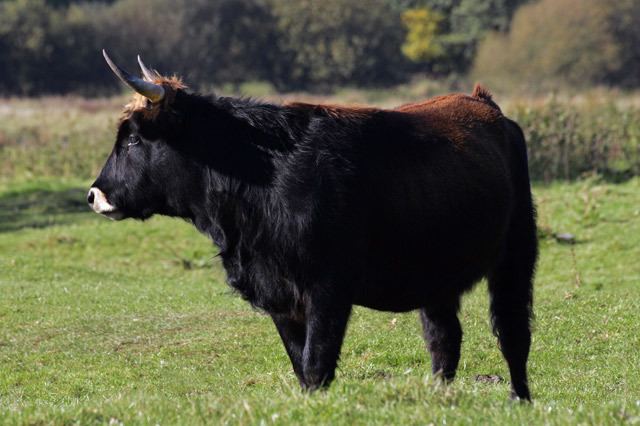 Yakutian cattle Declining Livestock Biodiversity TakePart