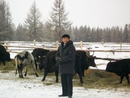 Yakutian cattle Yakutian cow purebred indigenous species Native born in Yakutia