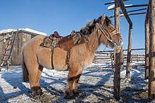 Yakutian horse Yakutian horse Wikipedia