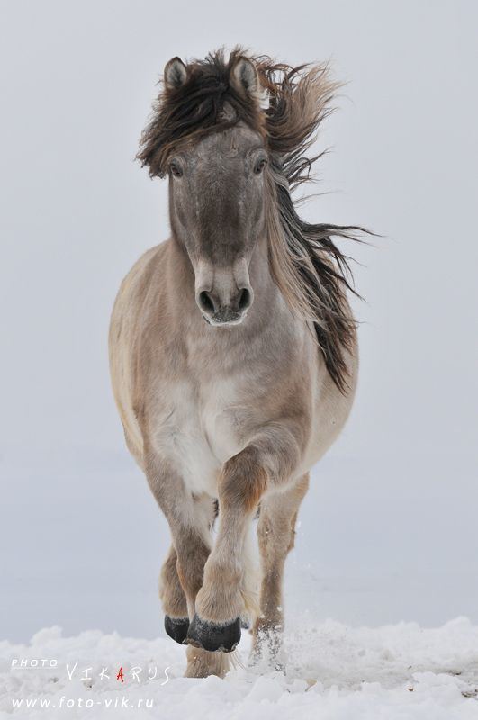 Yakutian horse Yakutian horse Siberia Russia Ill take two Their names with be