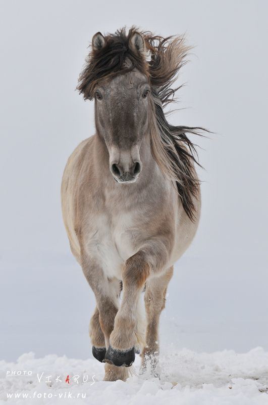 Yakutian Horse Alchetron The Free Social Encyclopedia Yakutian Horse Alchetron The Free Social Encyclopedia