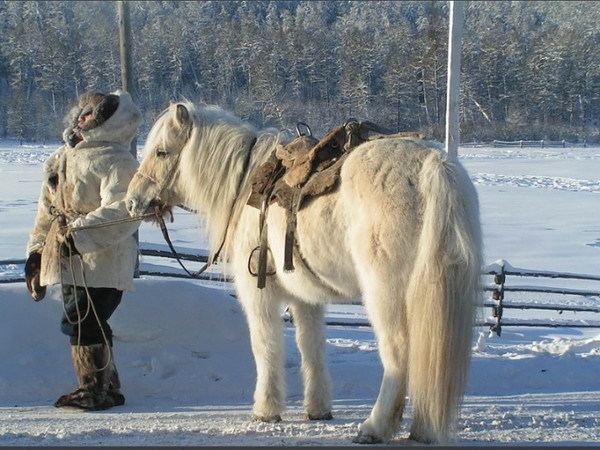 Yakutian horse wwwhorsebreedspicturescomwpcontentuploads201