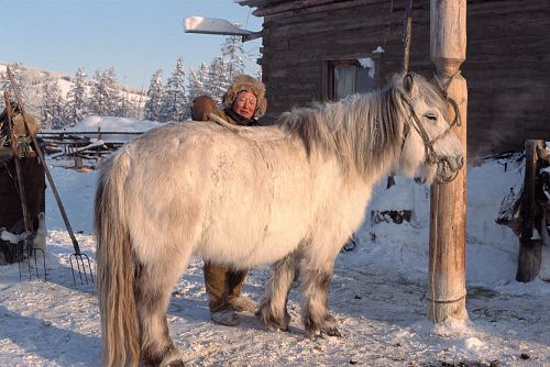 Yakutian horse A Yakut herder combs ice from a horse in winter at Korban Yakutia