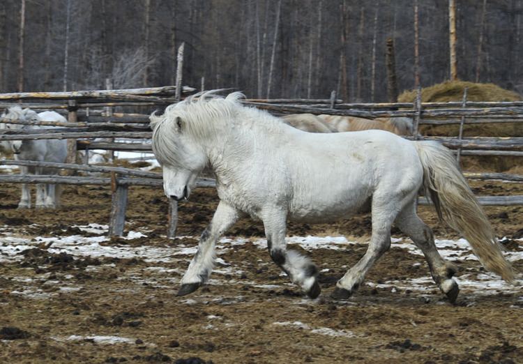 Yakutian horse Yakutian Horses One fight for the lady in Yakutia Siberia Russia