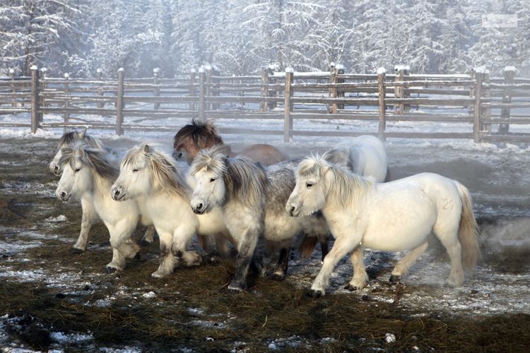 Yakutian horse 17 Best images about Yakutian horses on Pinterest Coats Jigsaw