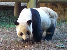 Yang Yang (Atlanta giant panda) httpsuploadwikimediaorgwikipediacommonsthu