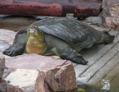 Yangtze giant softshell turtle Yangtze Giant Softshell Turtle Rafetus swinhoei