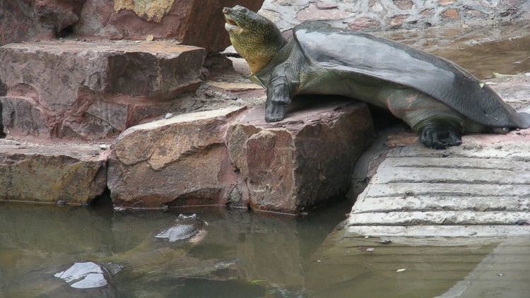 Yangtze giant softshell turtle Worlds Most Endangered Turtle Over 100 Years Old Could Be Mom