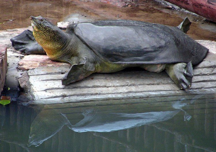 Yangtze giant softshell turtle Scientists Make Novel Attempt to Save Giant Turtle Species The New