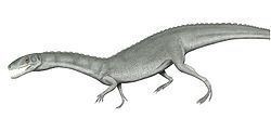 Yarasuchus httpsuploadwikimediaorgwikipediacommonsthu