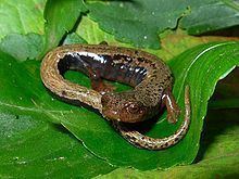 Yarumal climbing salamander httpsuploadwikimediaorgwikipediacommonsthu