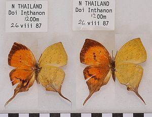 Yasoda (butterfly) httpsuploadwikimediaorgwikipediacommonsthu