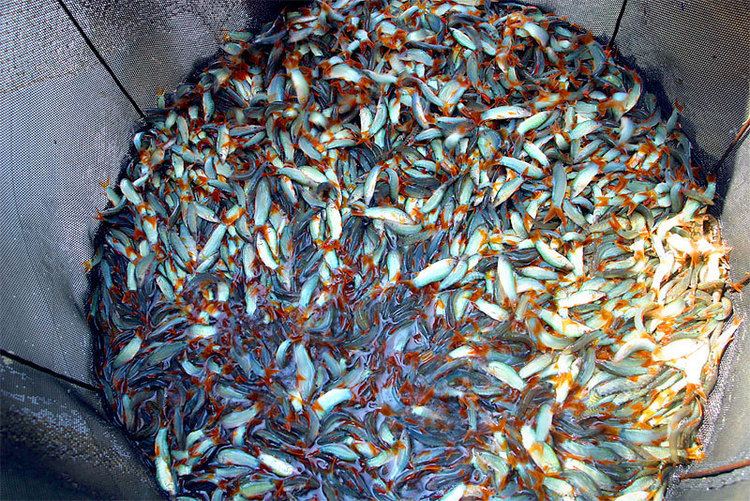 Yasuhikotakia modesta Yasuhikotakia modesta Freshly caught wild fish Loaches Online