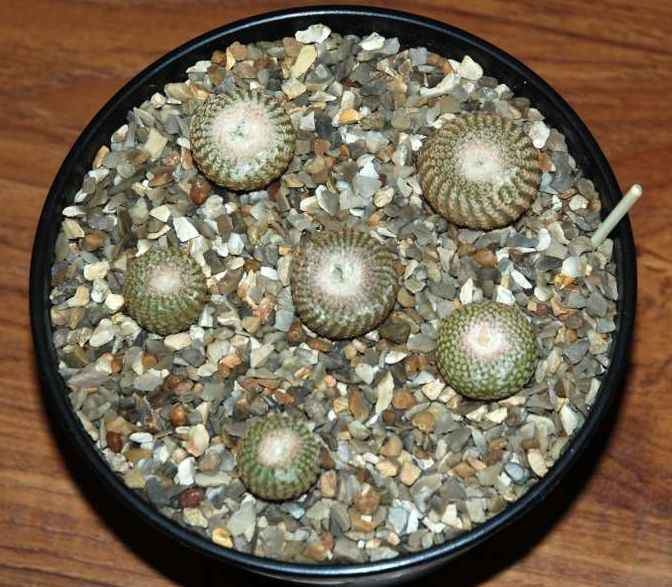 Yavia cryptocarpa