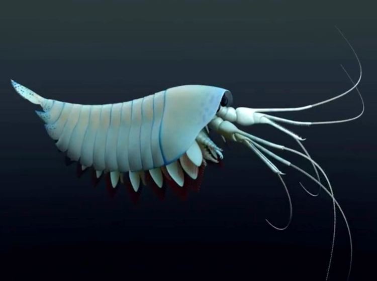 Yawunik Yawunik kootenayi Paleontologists Discover Cambrian LobsterLike