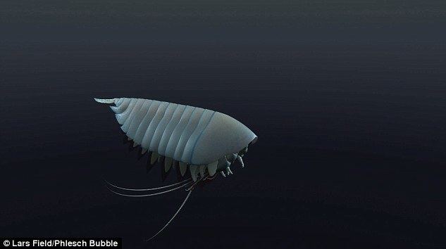 Yawunik Ancient lobster with six claws and FOUR eyes unearthed Fossil