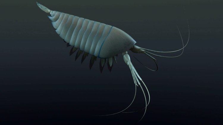 Yawunik Yawunik kootenayi lobsterlike predator from 508 million years ago