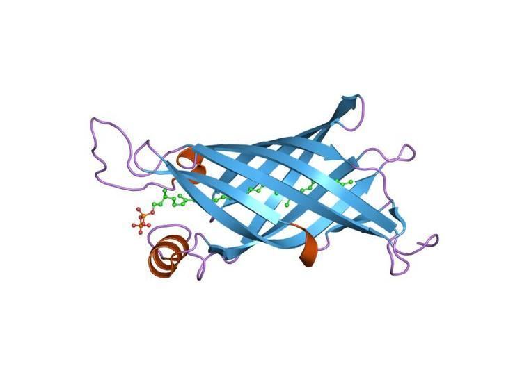 YceI protein domain