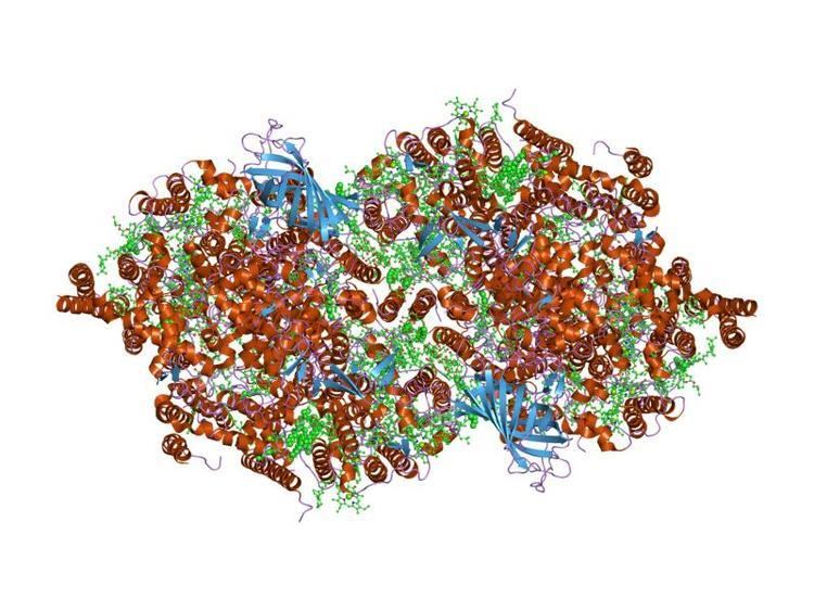 Ycf9 protein domain