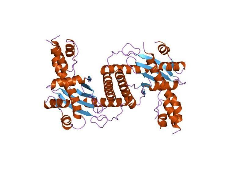Ydc2 protein domain