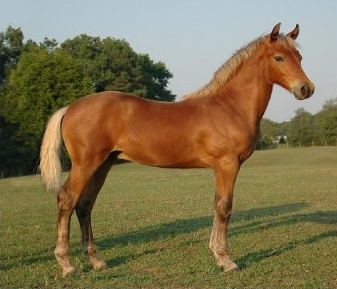 Yearling (horse)