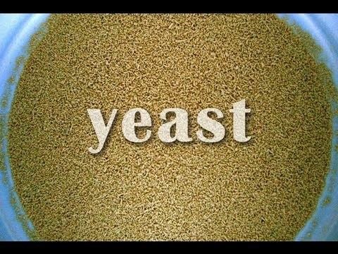 Yeast httpsiytimgcomvi8qBf7gBpaYhqdefaultjpg