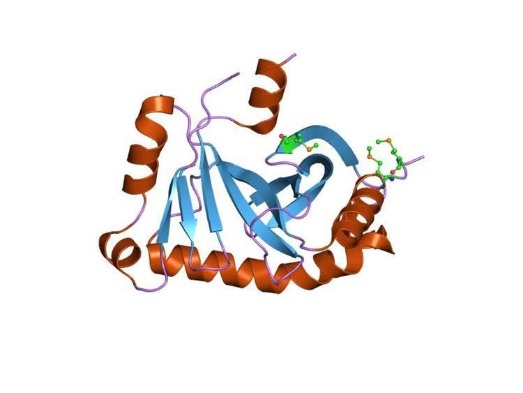 YecM bacterial protein domain