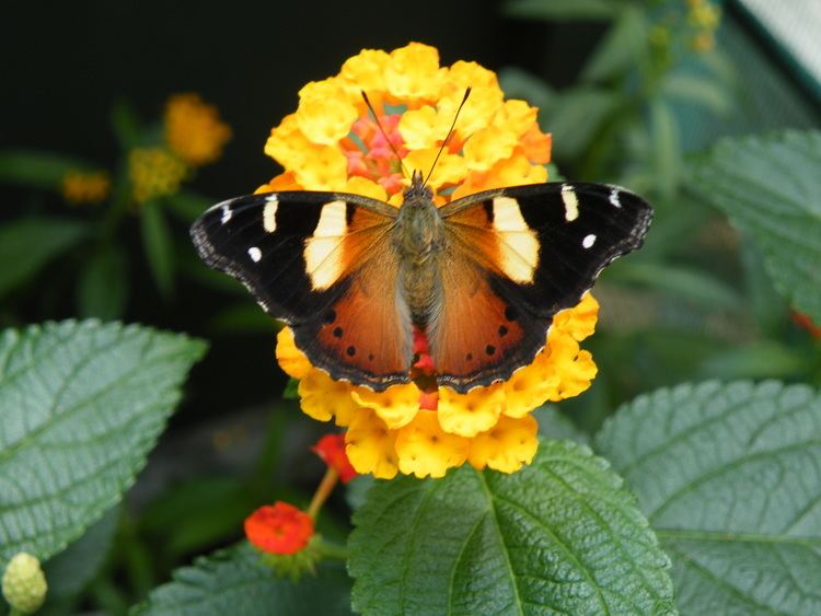 Yellow admiral - Alchetron, The Free Social Encyclopedia