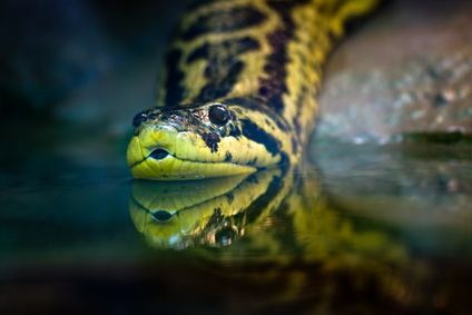 Yellow anaconda Yellow Anaconda for Sale Reptiles for Sale
