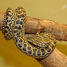 Yellow anaconda httpsuploadwikimediaorgwikipediacommonsthu