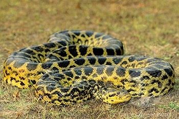 Yellow anaconda 5 Interesting Facts About Yellow Anacondas Haydens Animal Facts