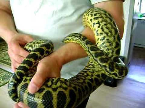 Yellow anaconda Yellow anaconda handling YouTube