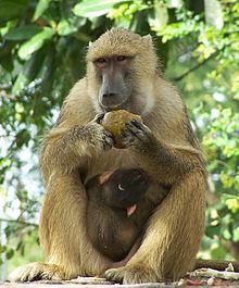 Yellow baboon httpsuploadwikimediaorgwikipediacommonsthu